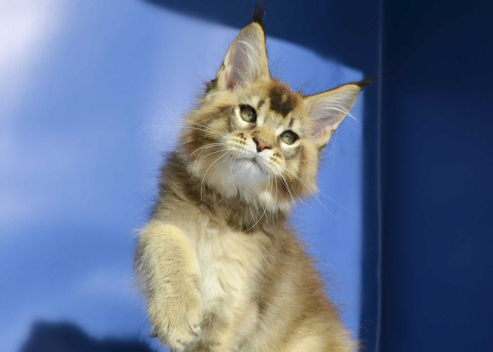 Роскошный мальчик. Мейн кун