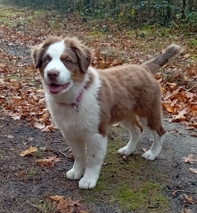 Owczarek Australijski typ amerykański