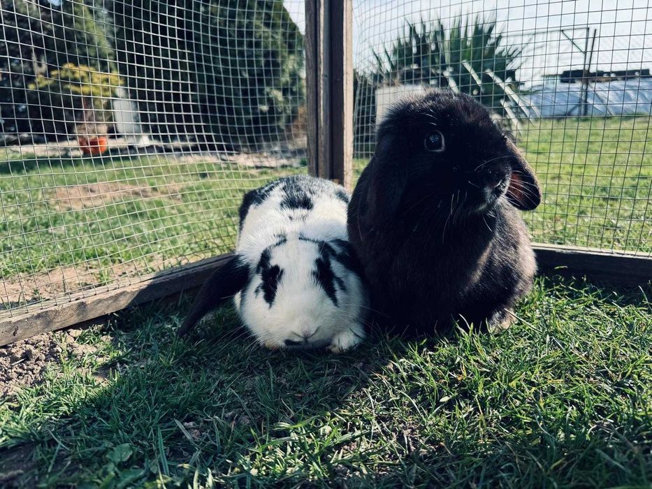 Królik MINI LOP TRZY SAMICE bardzo oswojone baranek miniaturowy