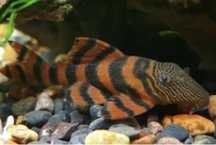 L397 Alenquer Tiger Pleco