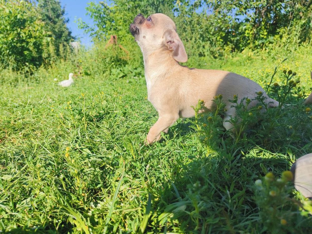 Chihuahua chlopiec xs