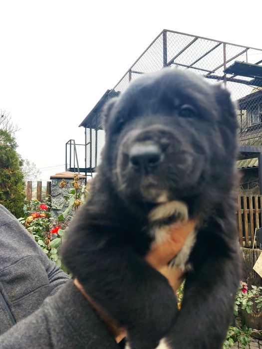 Цуценята САО(алабай) Середньоазіатська вівчарка