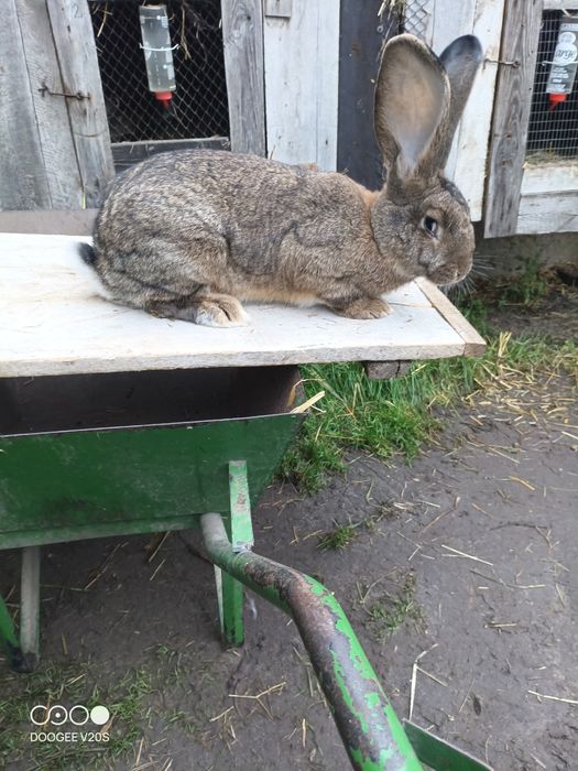 Króliki belgijski olbrzym