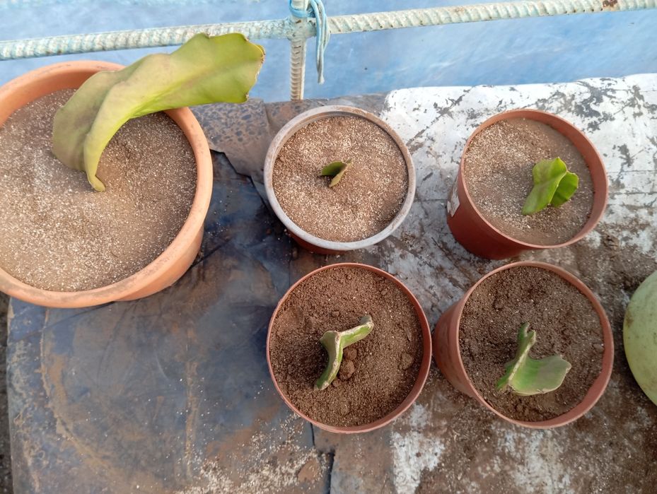 Mudas de pitayas