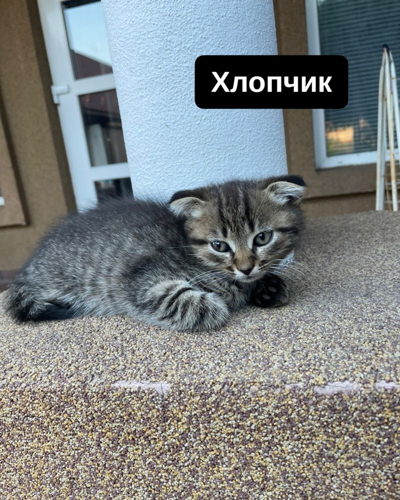 Британські кошенята | висловухі кошенята