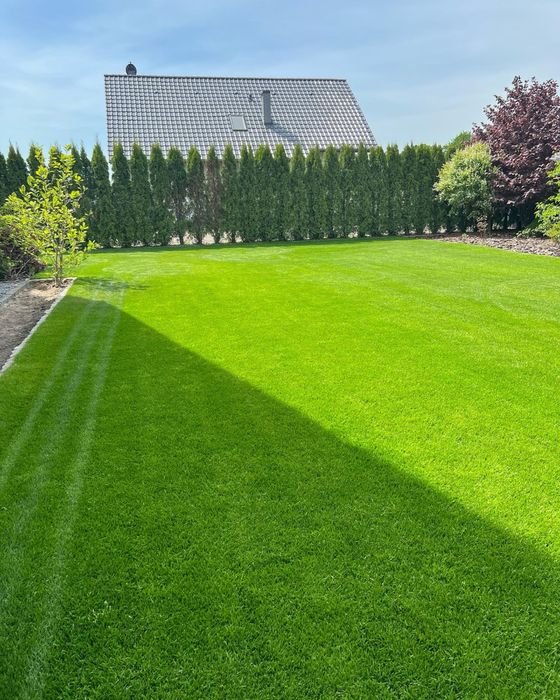 Trawnik z rolki Trawa z Rolki Premium