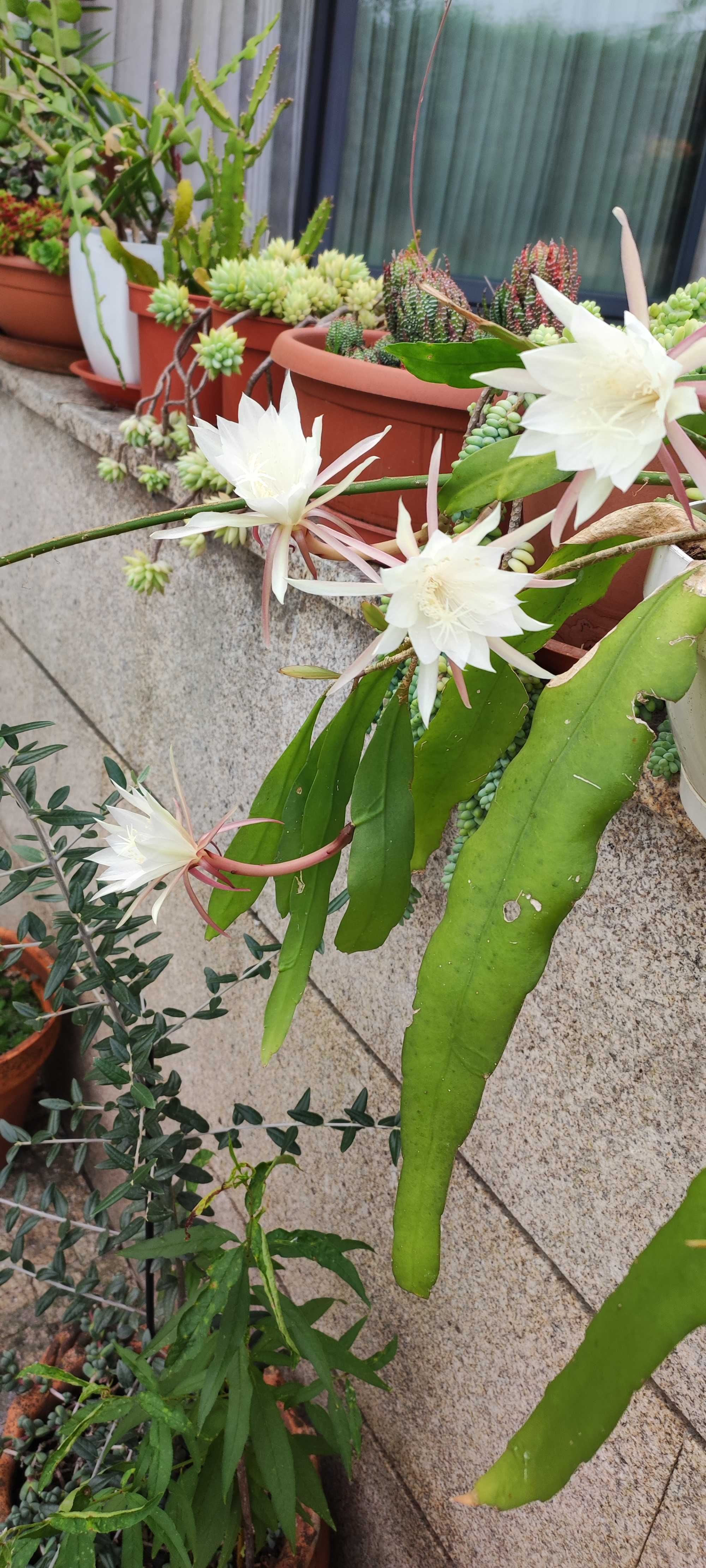 Dama da noite flor perfumada.