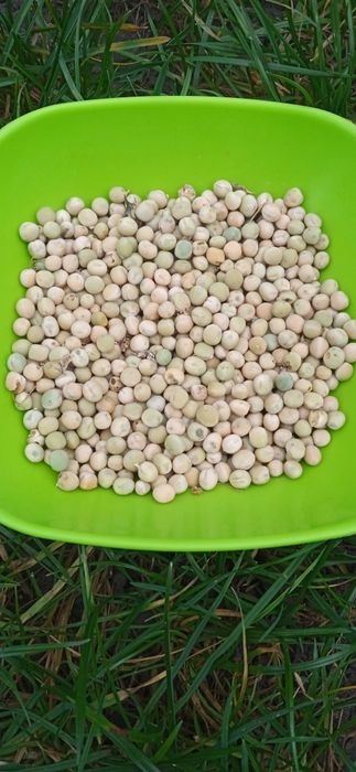 Насіння зимового гороху