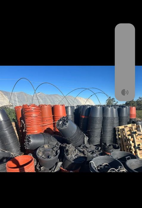 Vasos 30L  para Mirtilos