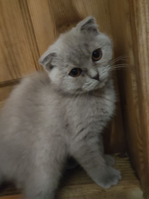 Кошеня Висловухе , фолд, 3 міс