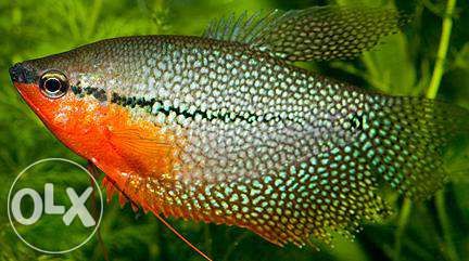 Gurami mozaikowe 3CM,dużo innych gatunków ryb od Tapajos.eu