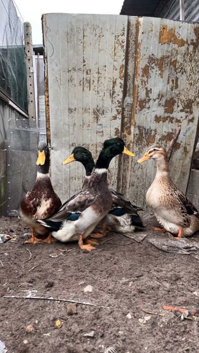 Patos Rouen machos