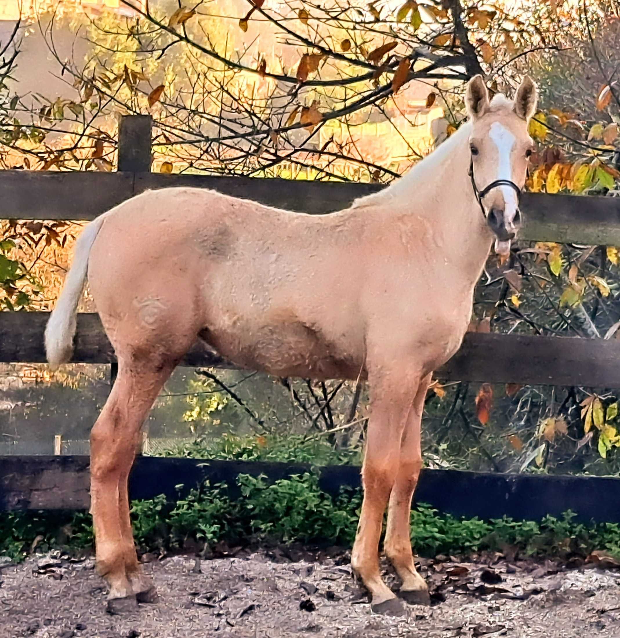 Potra palomina 155 cm. 11 meses