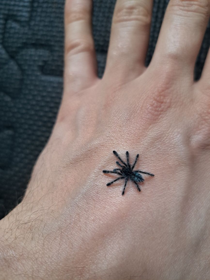 Sprzedam ptaszniki maluchy C.versicolor L2! Promocja w opisie!!!
