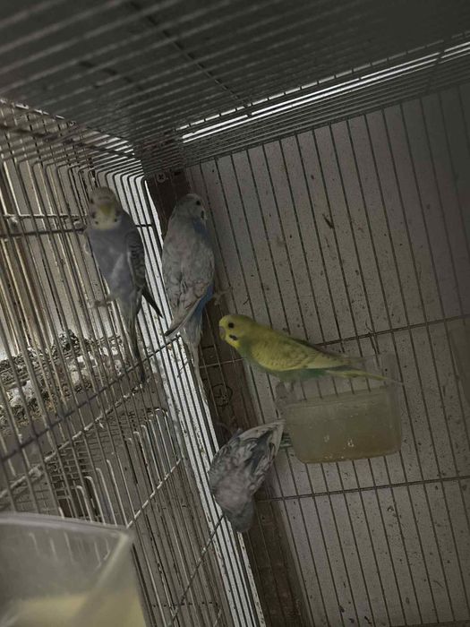 Periquitos de varias racas e mutacoes oferta de 1 ave em cada casal