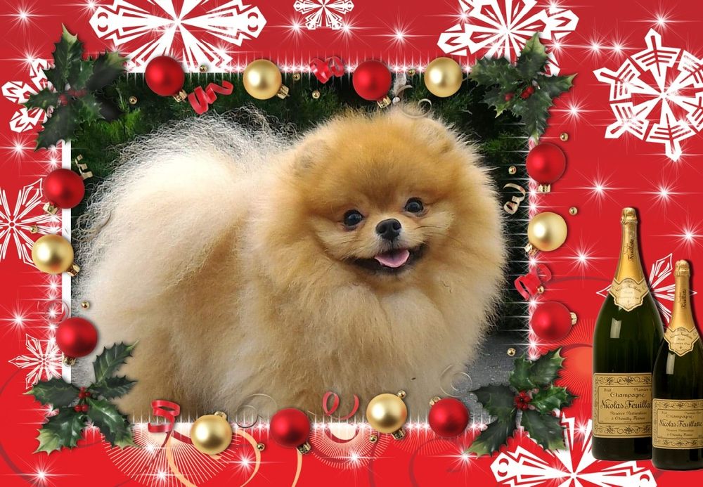 Померанский шпиц приглашает на Вязку