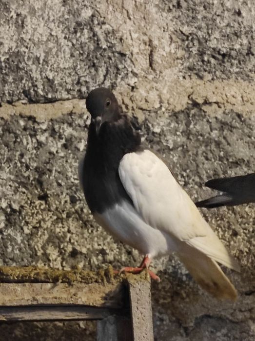 Winerki/murzyny/tiplery/łyski/budapeszty świetne na mamki