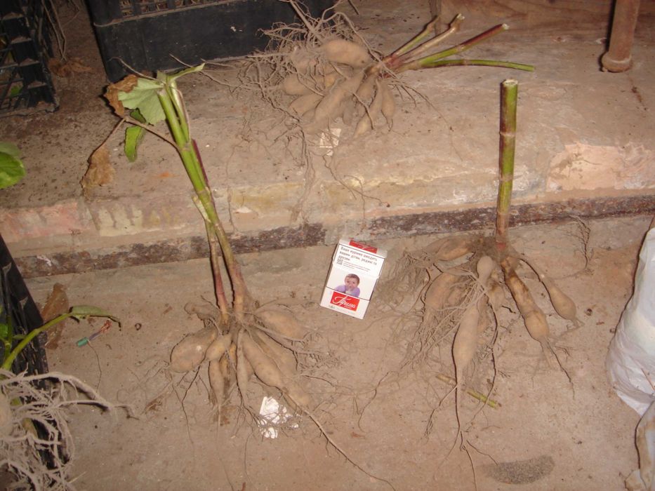 продам клубни георгін