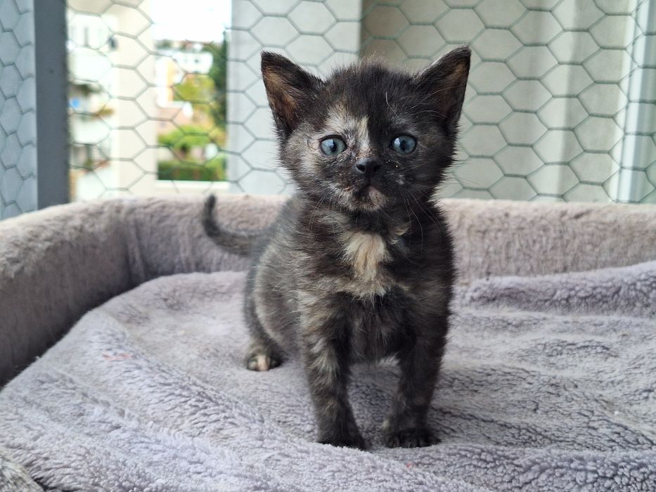 Aria i Karmel – dwie małe iskierki, wyjątkowo umaszczone RUDY