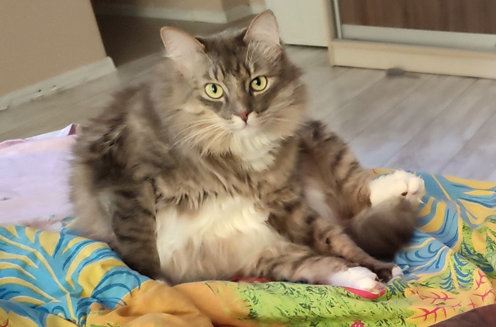 Пропал кот Тимоша