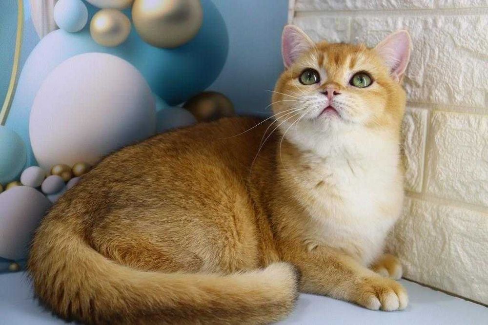 С зелёными глазками британская красотка-золотая шиншилла