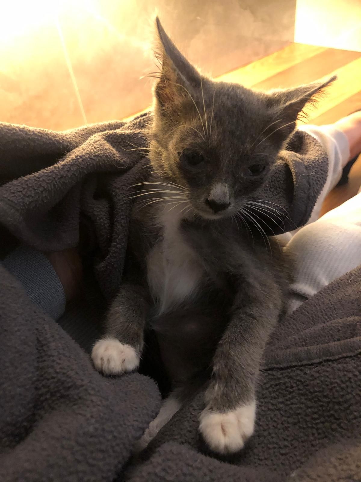Gatinho 2meses cinza muito meigo
