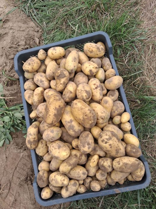 Ziemniaki jadalne Quenn Anna