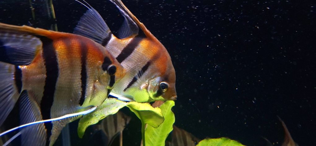 Skalar Manacapuru Red Back