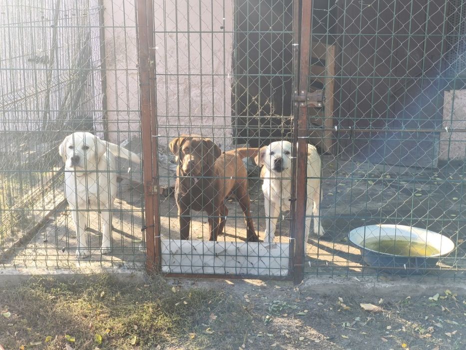 Белый Мишка Лабрадорчики Элитные щенки Питомника с Документами Доставк