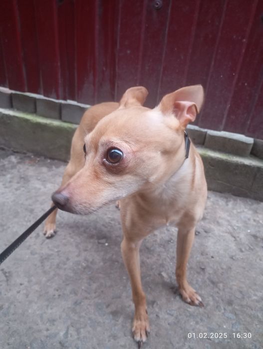 Хлопчик шукає дівчинку