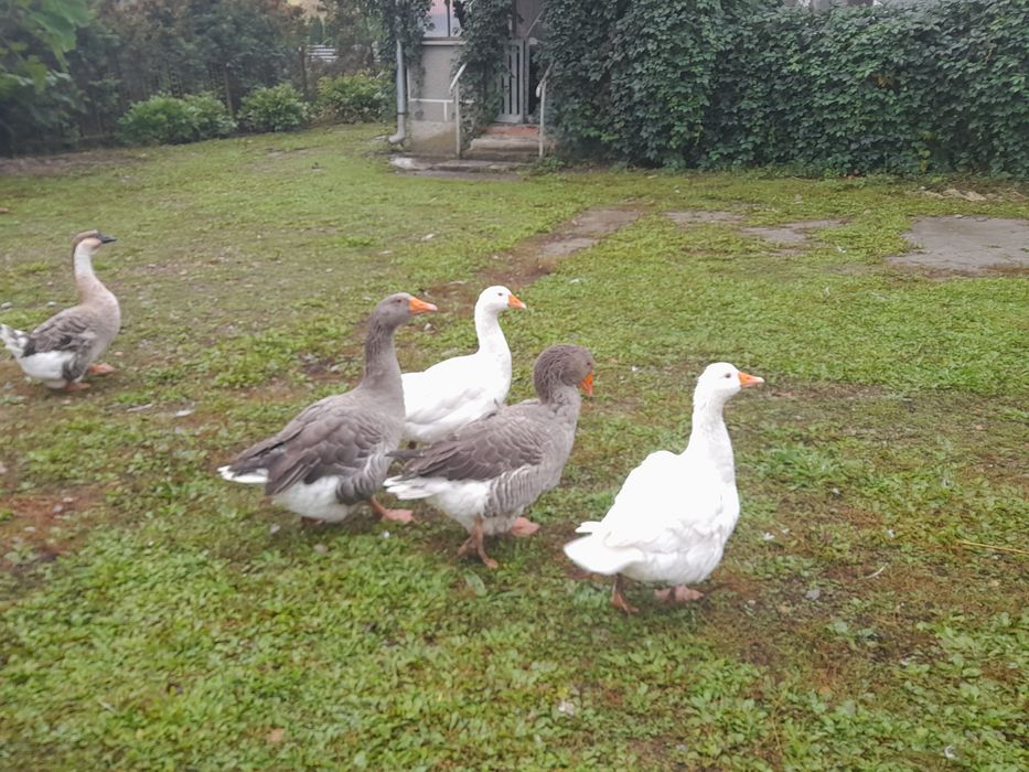 Gęsi landes, białe, indyczki, perliczki