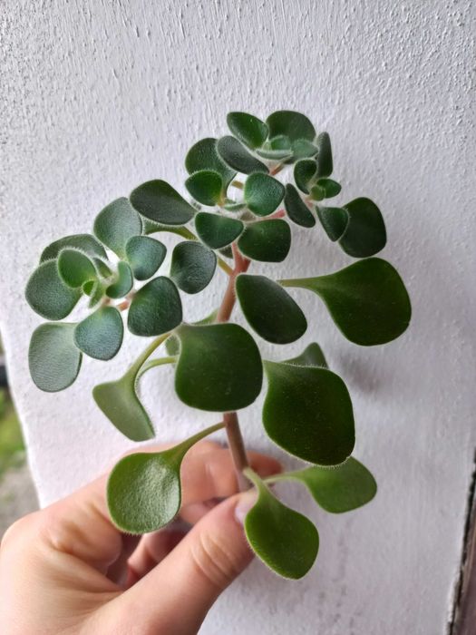 Drzewko milości Aichryson