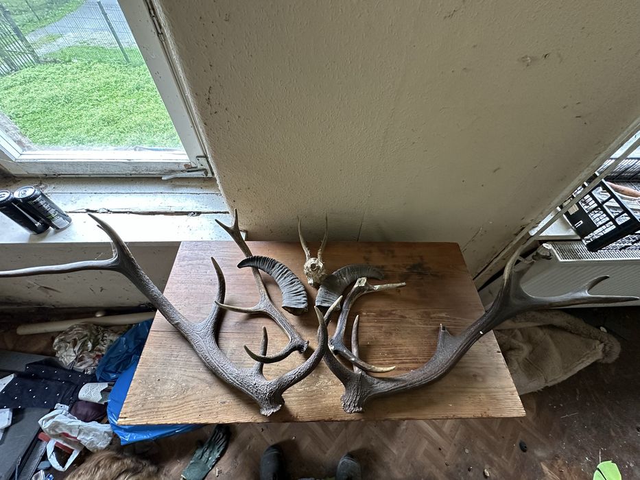 Poroże, zrzuty, jeleń, muflon.