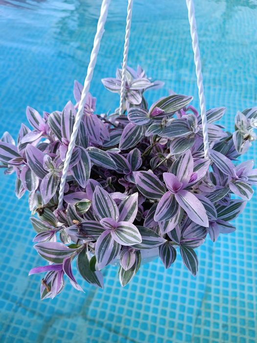 Trzykrotka sweetness doniczka wisząca