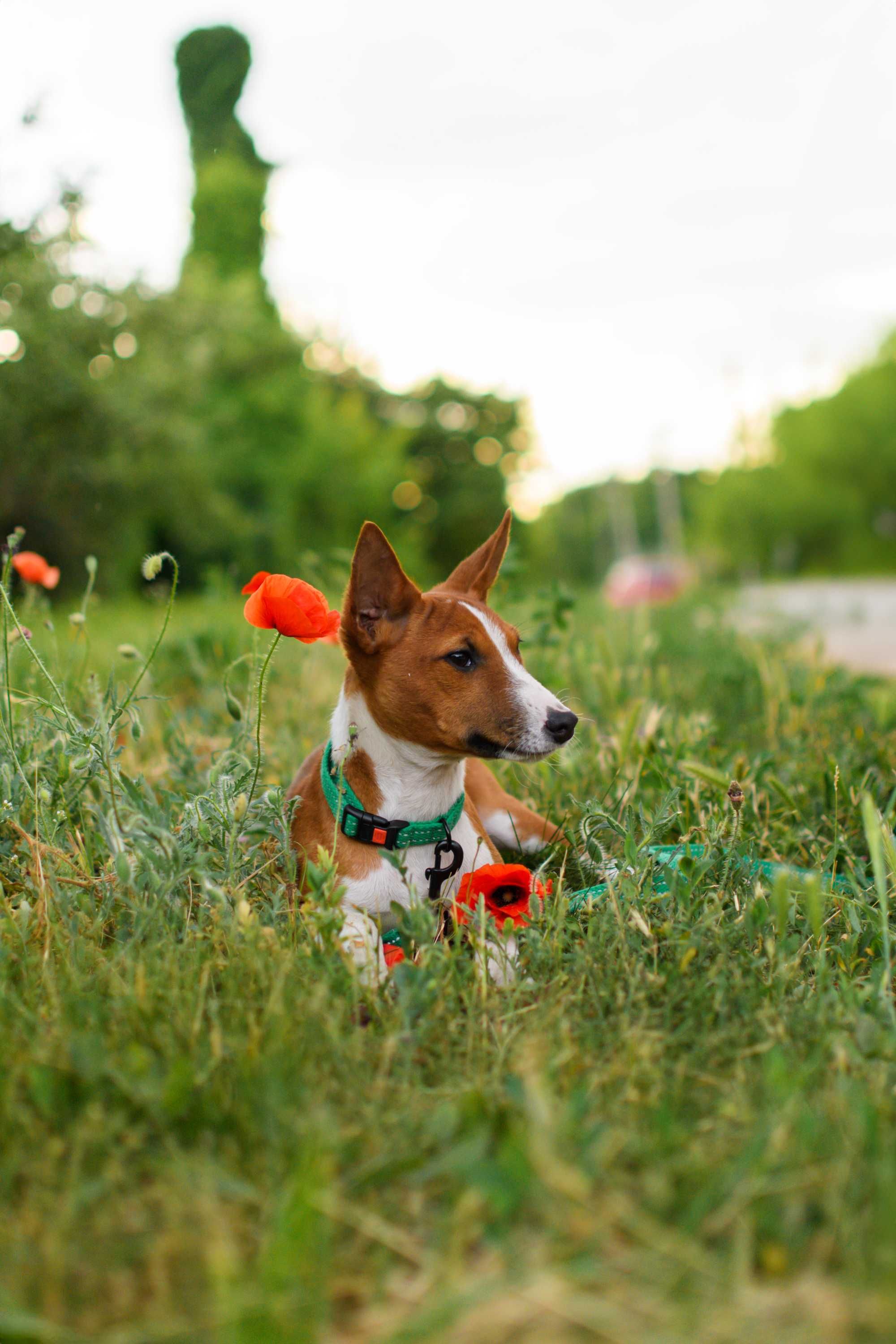 Красивый мальчик басенджи (basenji)