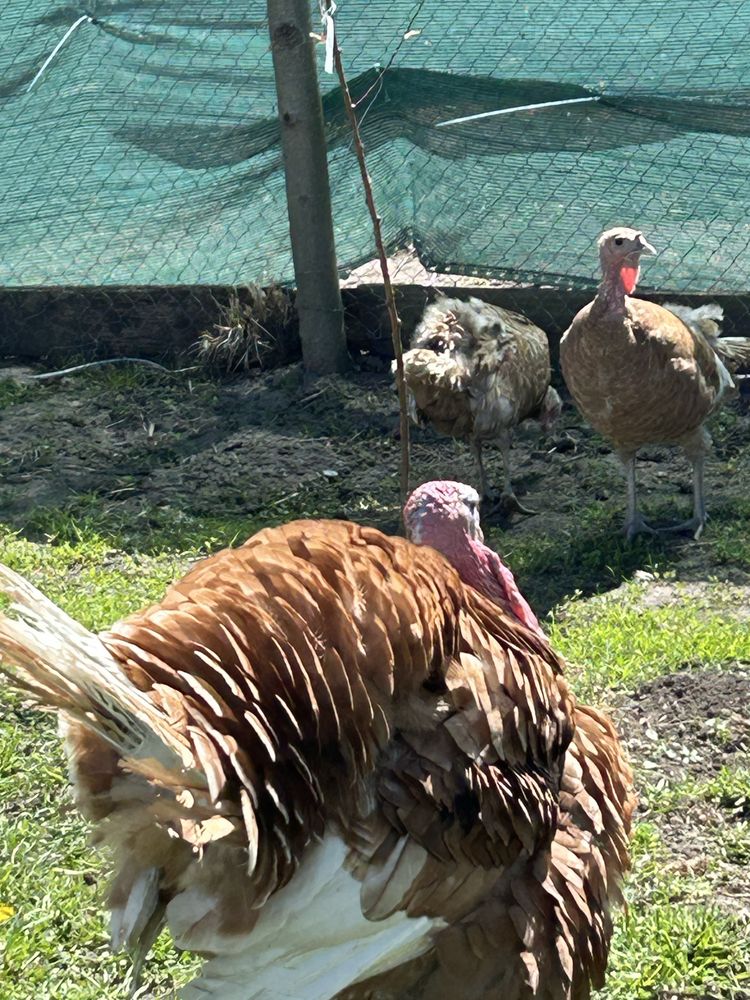 Продам Ія палевого бурбона