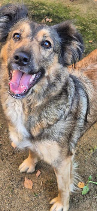 Suczka około 2 lata