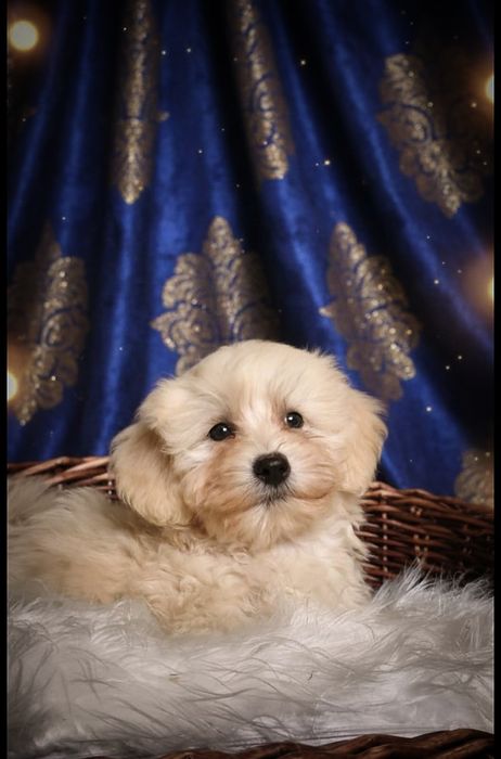 Cudowny chłopiec Maltipoo Badania Genetyczne rodowód paszport wyprawka