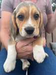 Beagle tricolor chip