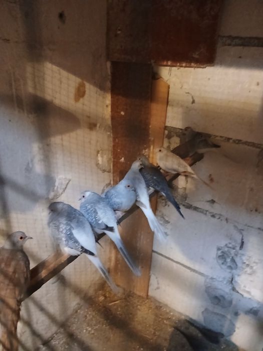 Sprzedam  gołąbki diamentowe 60 zł sztuka