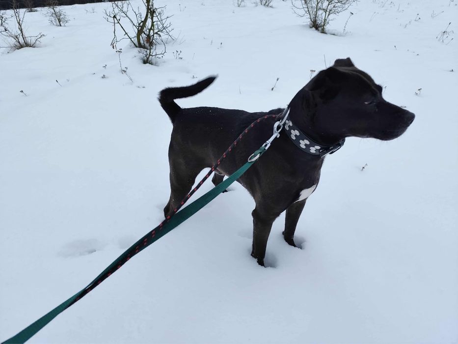 Nero w typie TTB odebrany z łańcucha