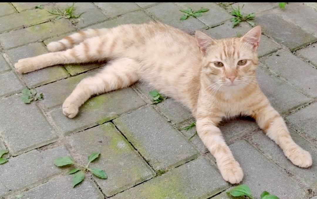 Rudolf gorąco poleca się do adopcji...