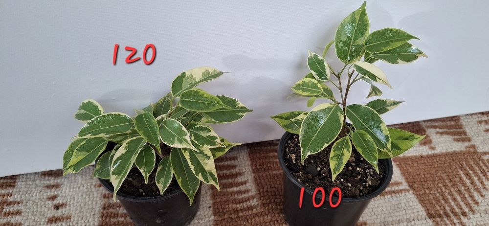 Кімнатні рослини