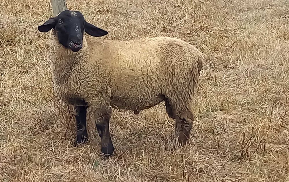 Borrego Suffolk puro