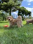 Cudowna suczka maltipoo do odbioru