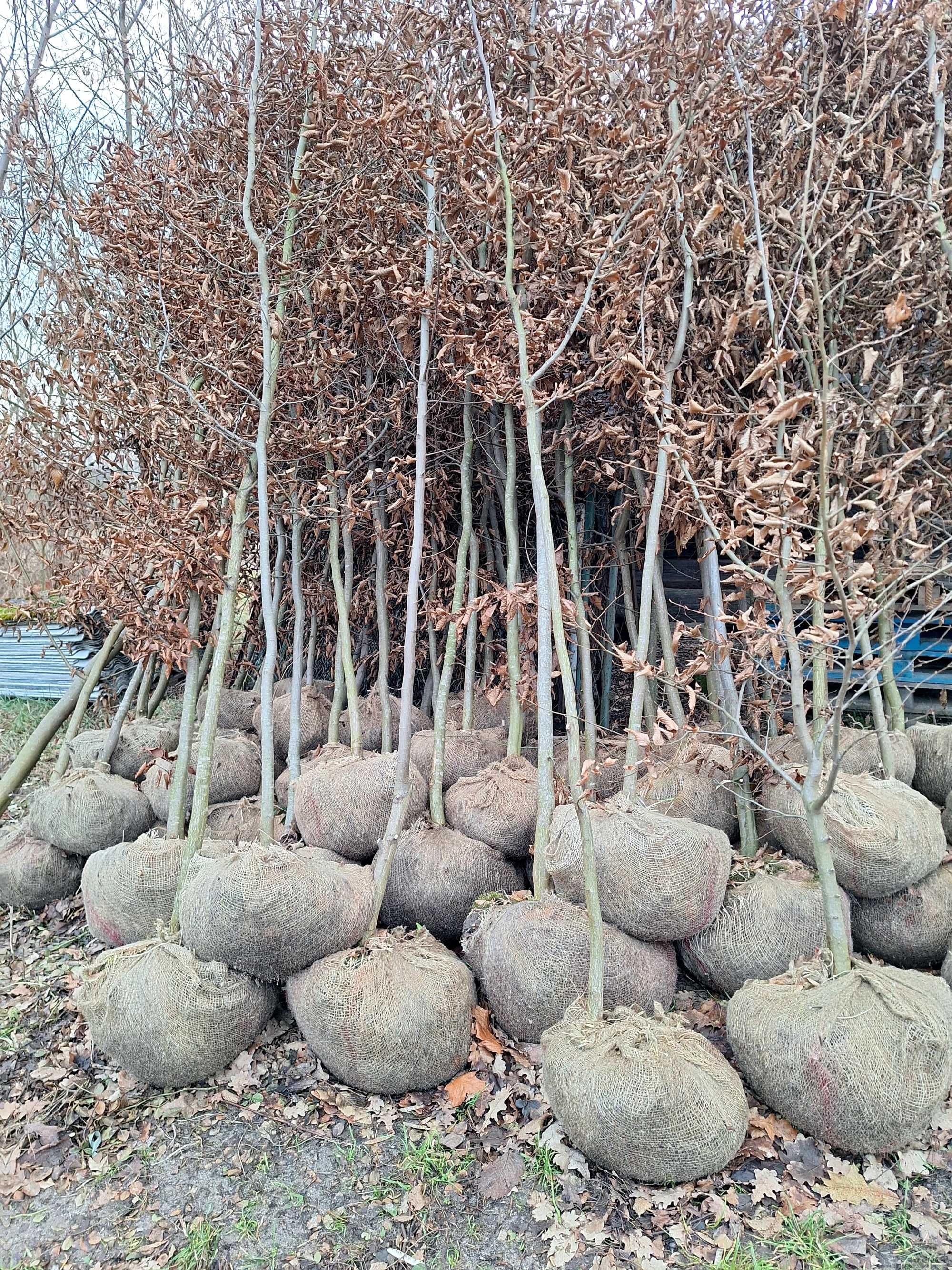 Graby 8-11, Tuja Szmaragd  130-160