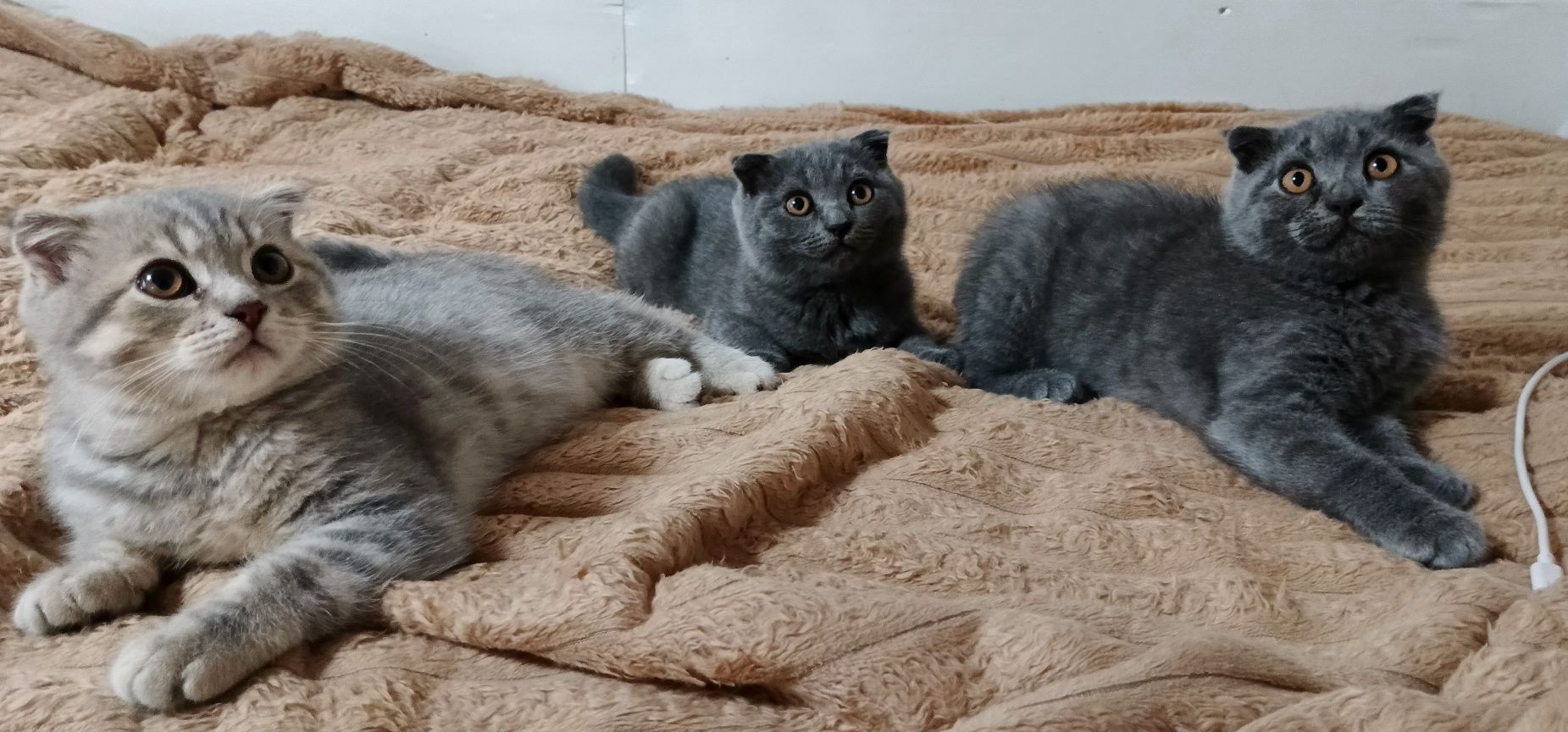 Шотландські висловухі кошенята