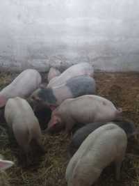 vendo leitões porcos porcas criados em liberdade COM ALTA QUALIDADE