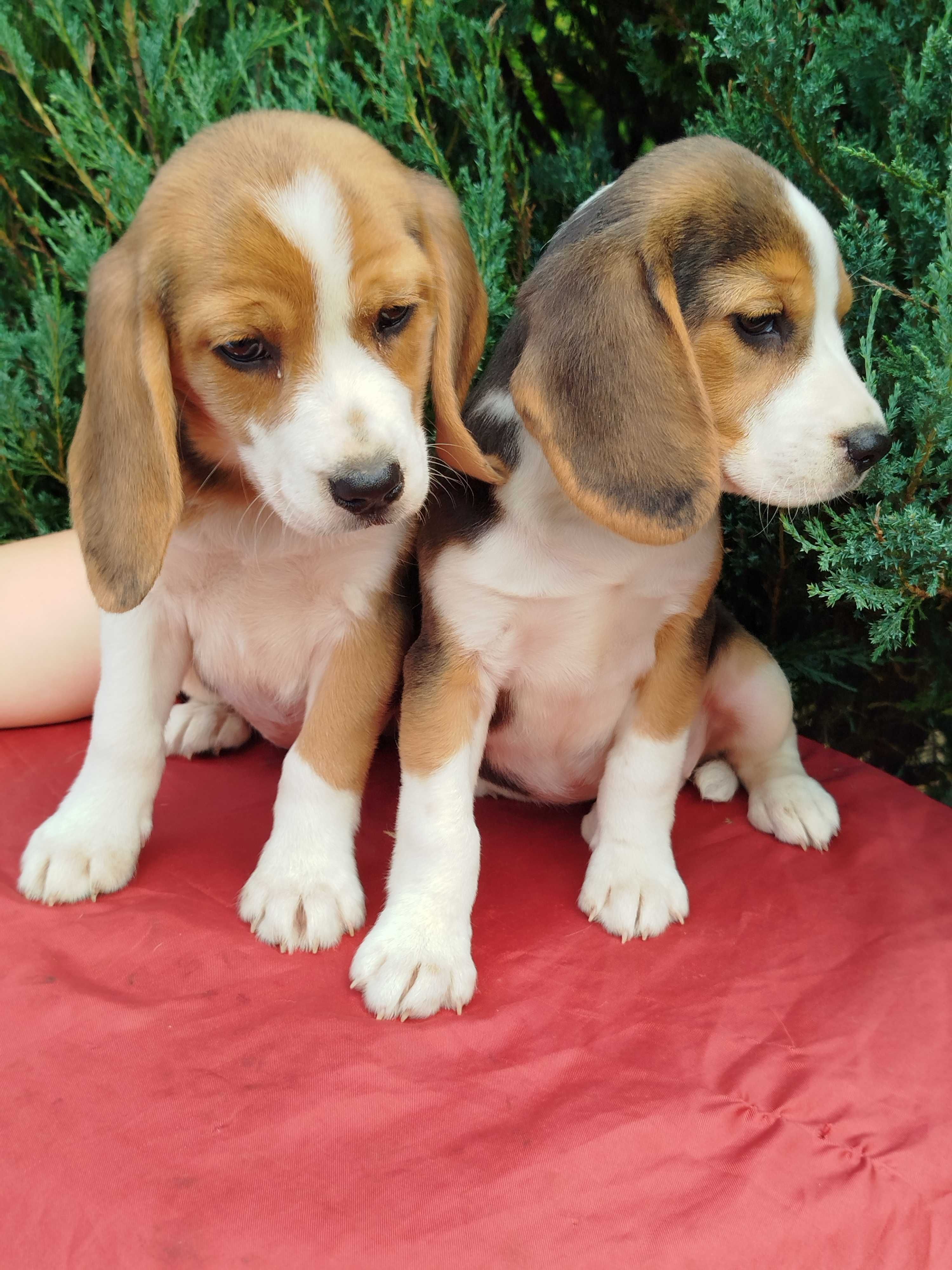 Beagle szczenie tel.-5.7.5.3.0.2.0.3.9.