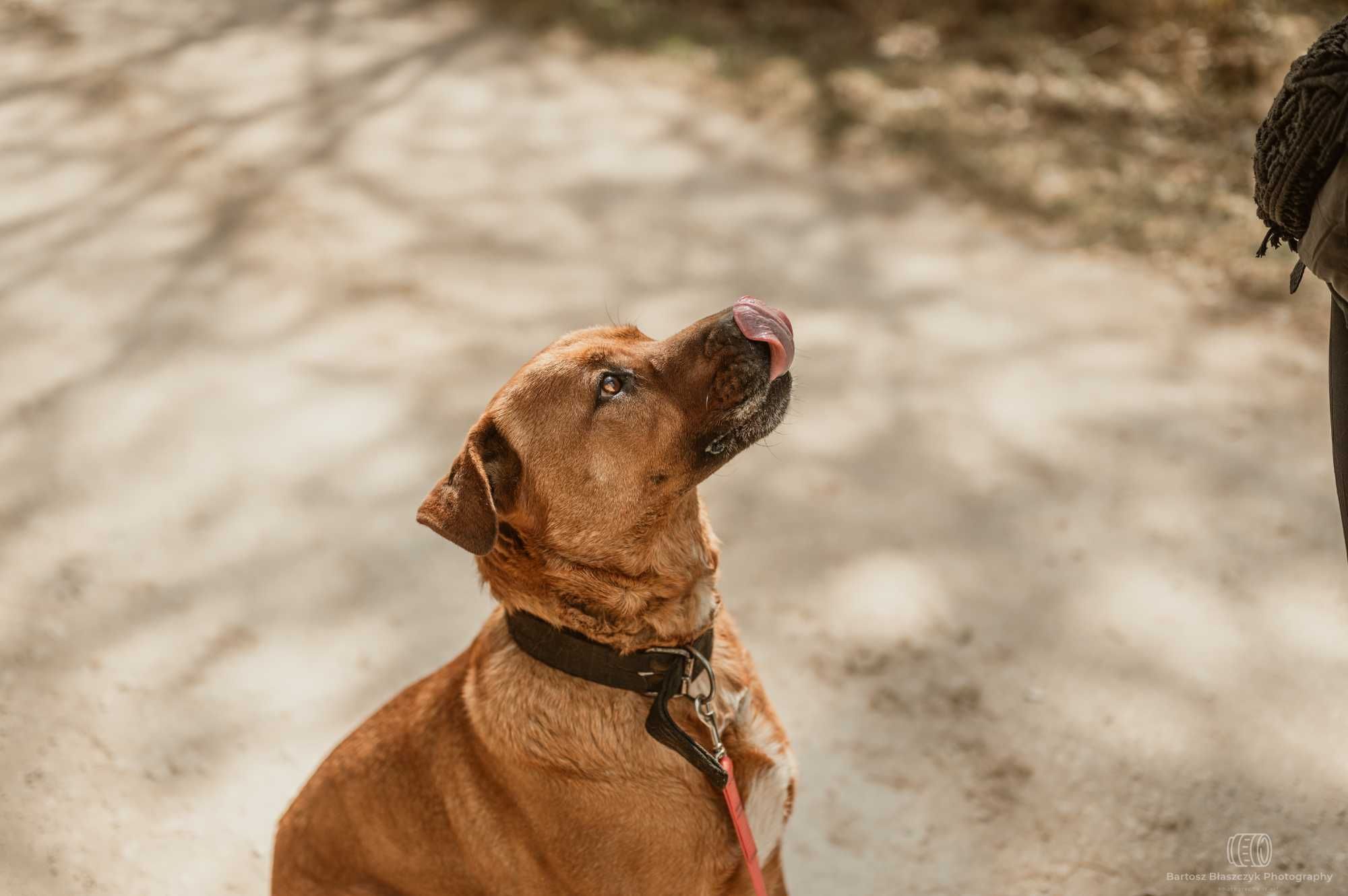 Tosa inu Buddy szuka swojej nowej rodziny 5l. 45kg duży